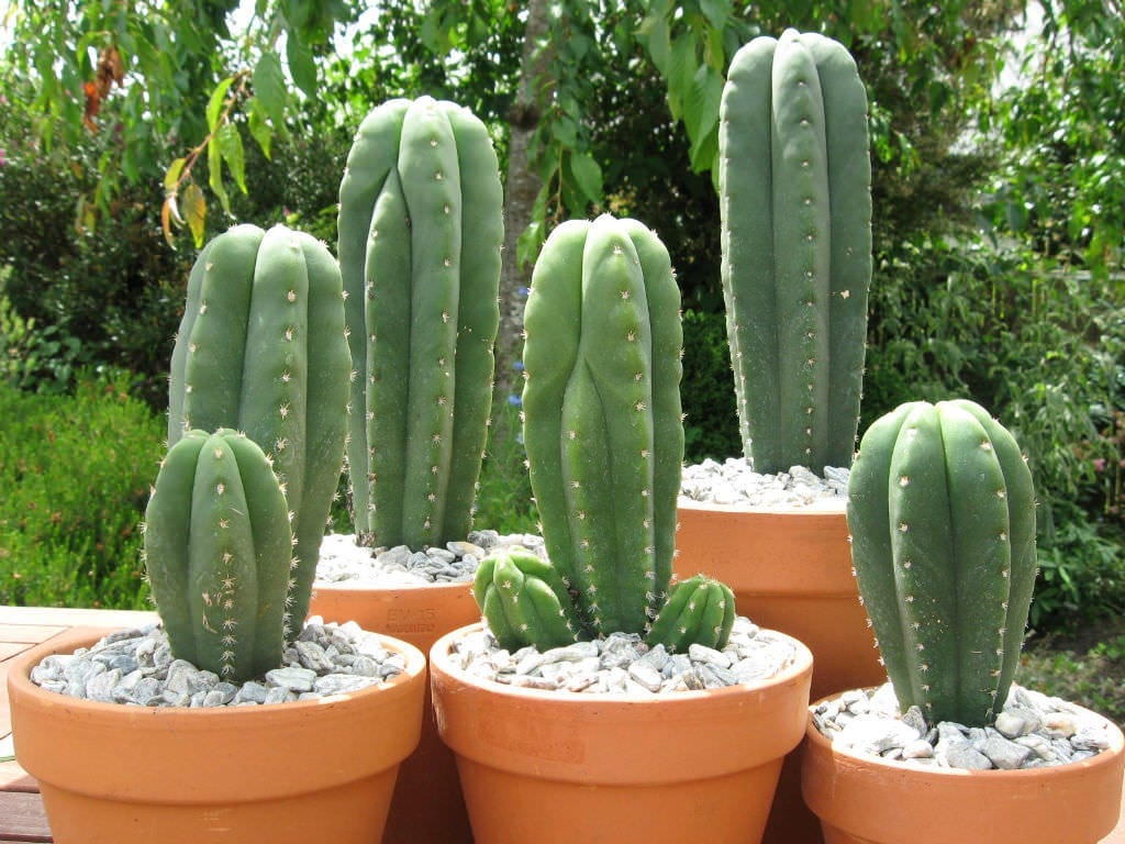 San Pedro