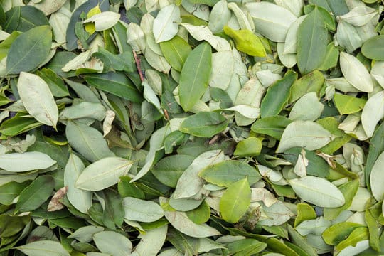 Coca Leaf (Erythroxylum coca)