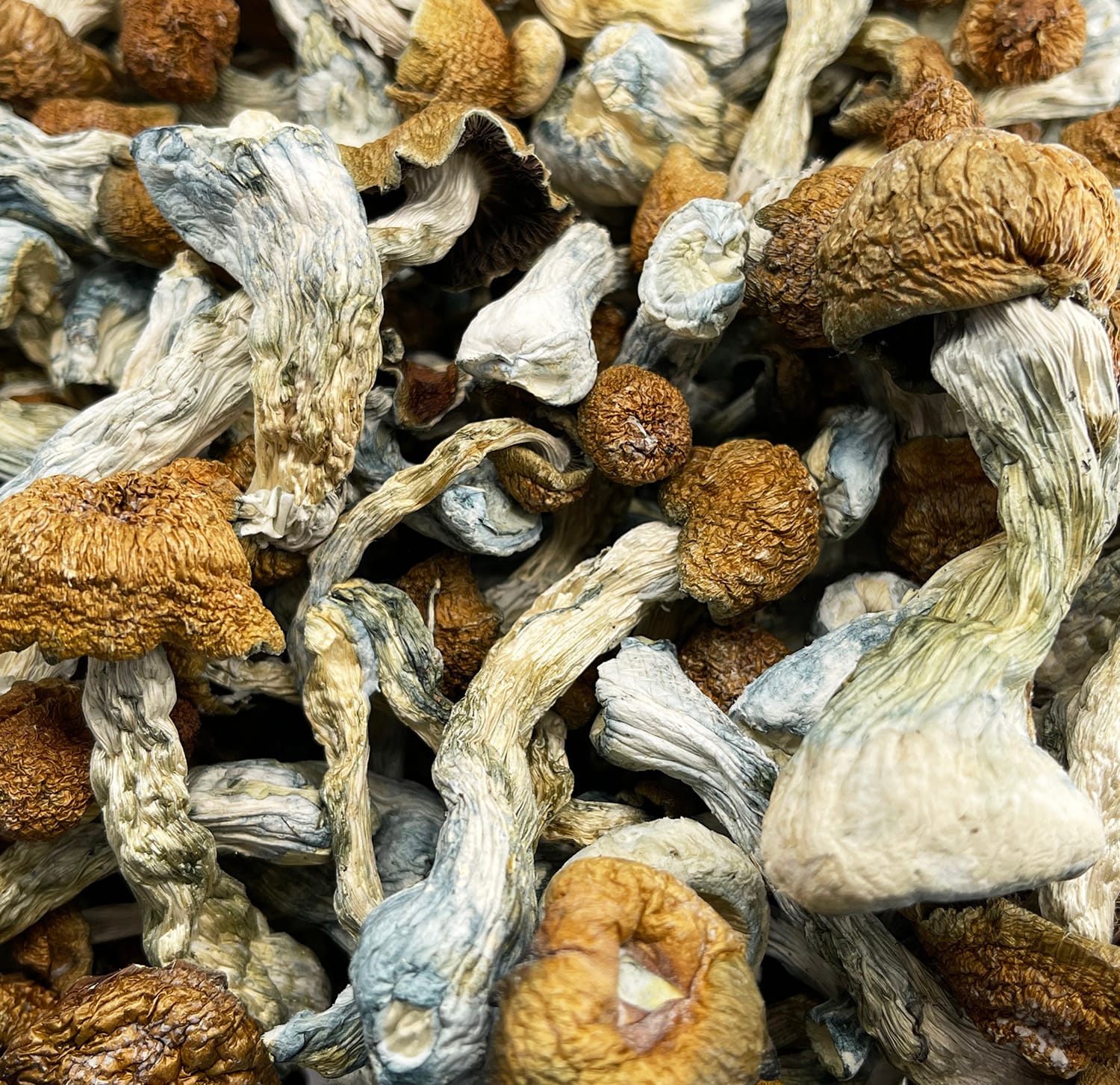 Magic Mushrooms (Psilocybine)