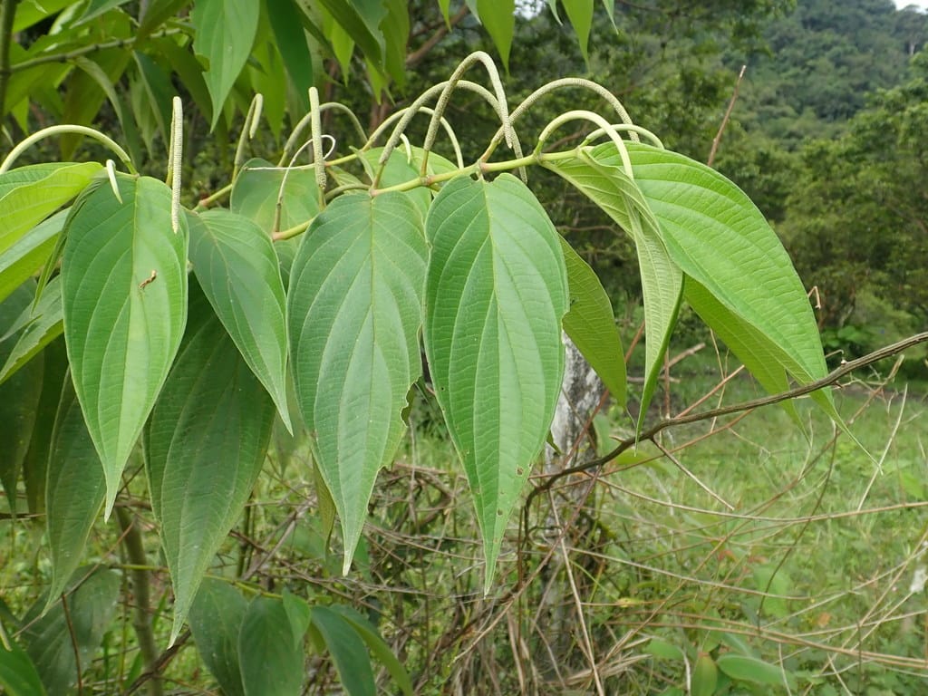 Matico